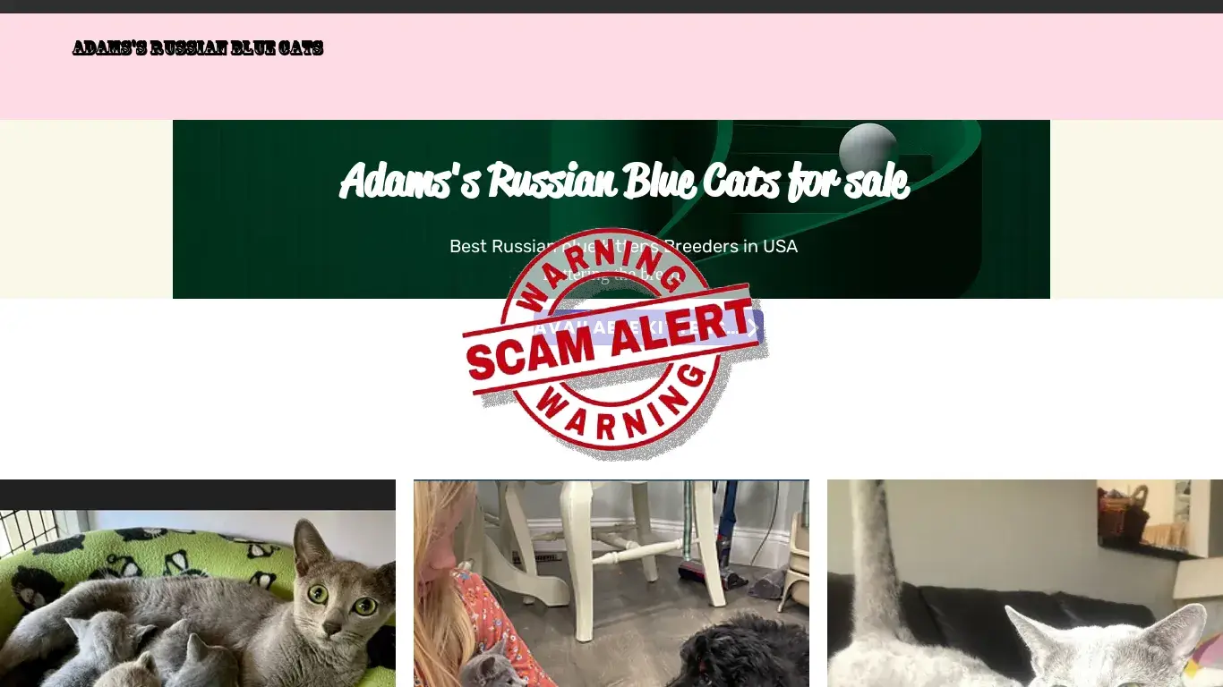 is ADAMS RUSSIAN BLUE CATS | RUSSIAN BLUE KITTENS FOR SALE legit? screenshot
