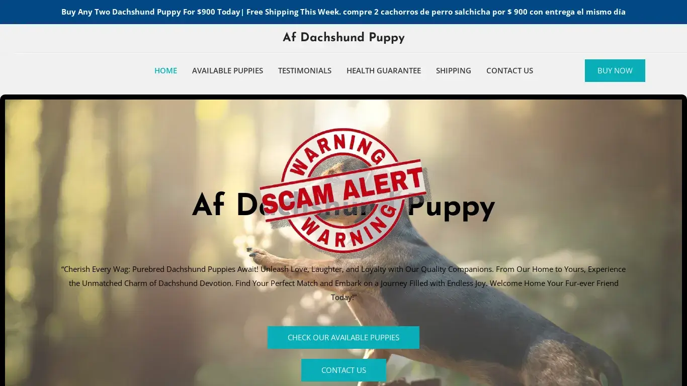 is Af Dachshund Puppy – Purebred Dachshund Puppies For Sale legit? screenshot