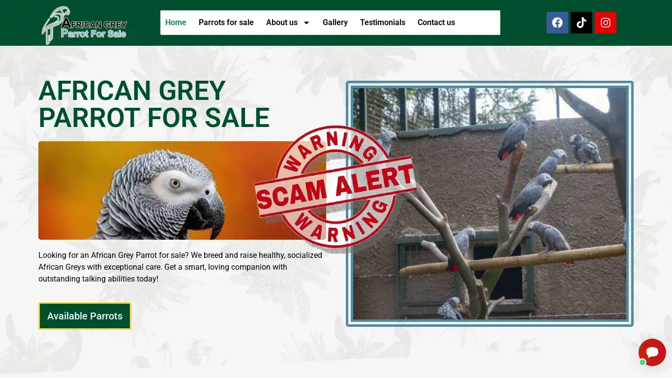 is African grey parrot for sale legit? screenshot