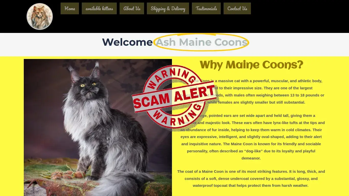 is ASH MAINE COONS legit? screenshot