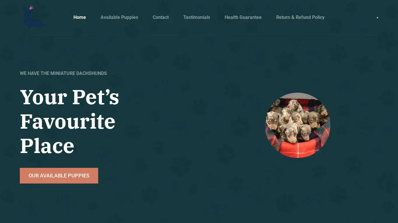 is Miniature Dachshunds In Australia – Purchase Pure Breed Miniature Dachshund Puppies at 50% Discount legit? screenshot