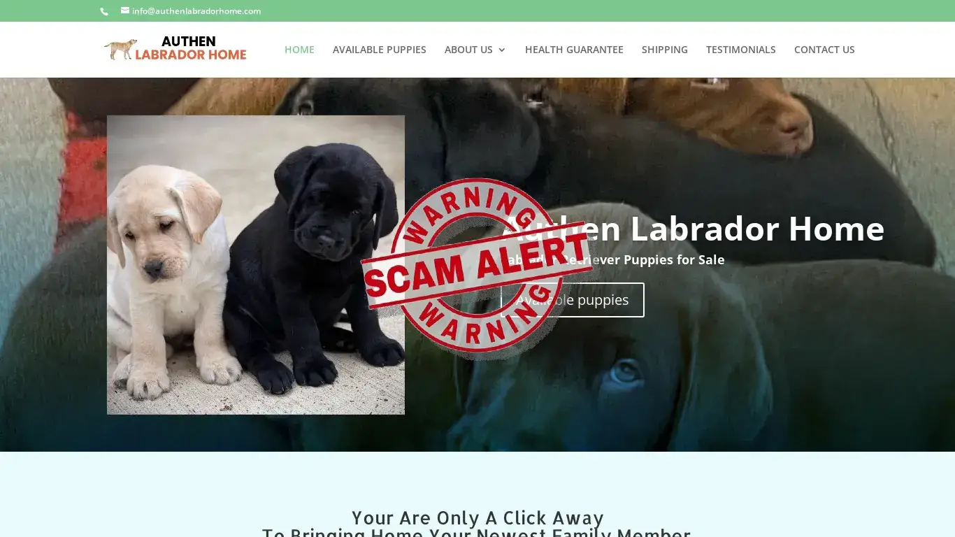 is Authen Labrador Home | Labrador Retriever Puppies for sale legit? screenshot