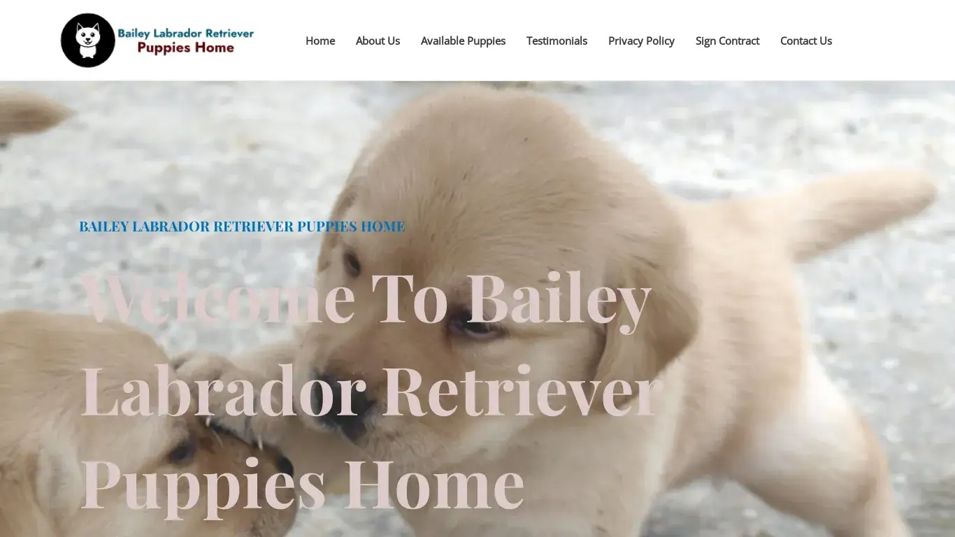is Bailey Labrador Retriever Puppies Home – Quality Labrador Home legit? screenshot