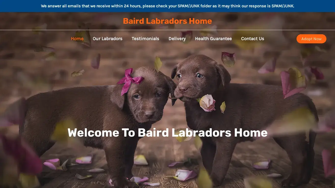 is Baird Labradors Home – Purebred Labrador Retrievers For Sale legit? screenshot