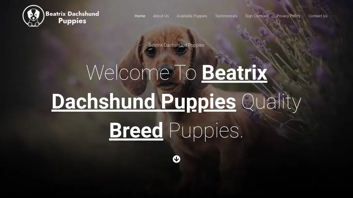 is Beatrix Dachshund Puppies legit? screenshot