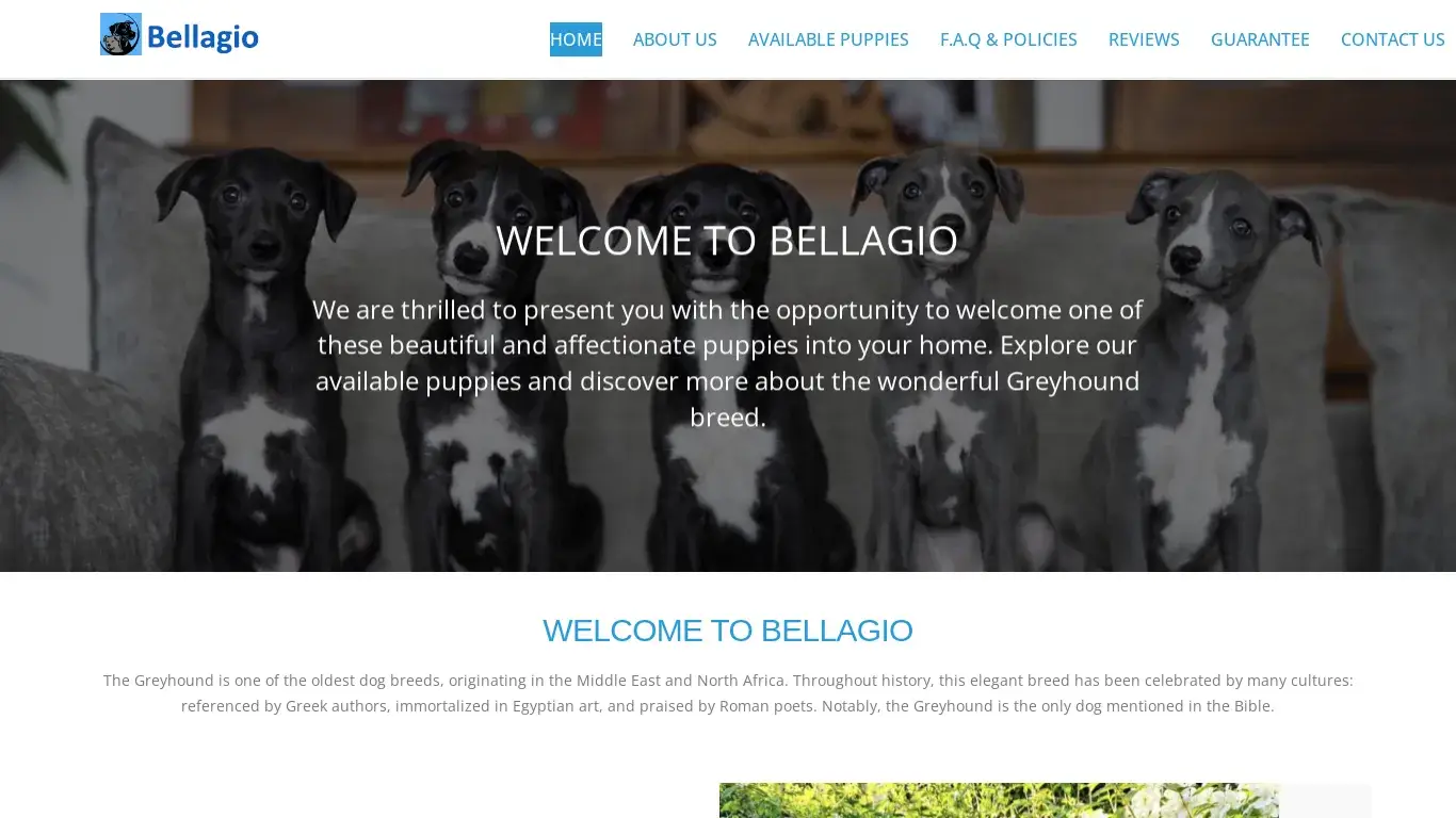is Bellagio – Greyhound dog breeds Puppies legit? screenshot