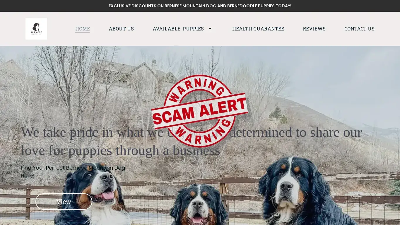 is Bernese Mountain Dog and Bernedoodle puppies today! Puppies for Sale - Find Your Companion | Doberman pinscher puppies legit? screenshot