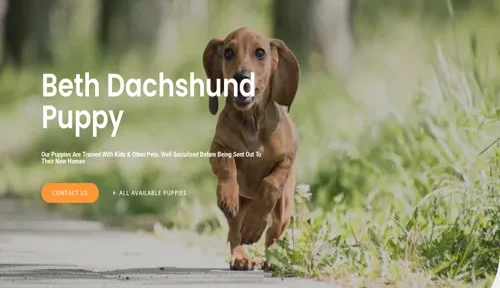 bethdachshundpuppy-com-featured