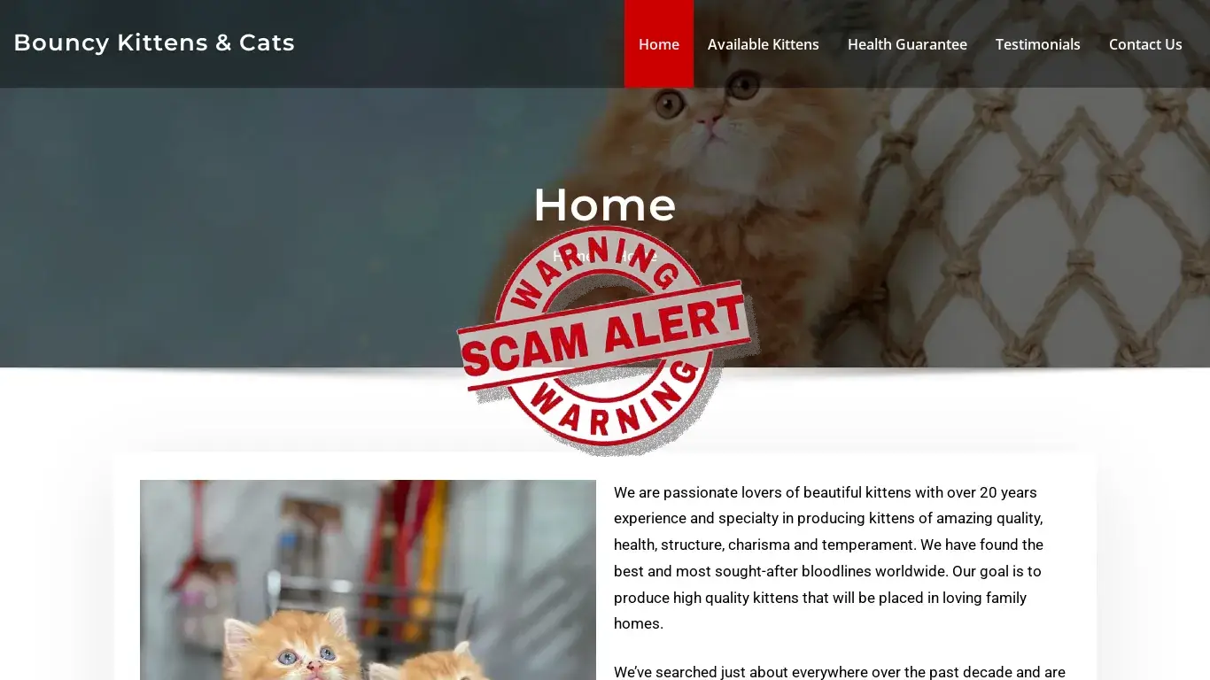 is Bouncy Kittens & Cats legit? screenshot