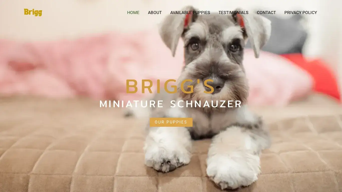 is briggsminiatureschnauzerpuppies.shop legit? screenshot