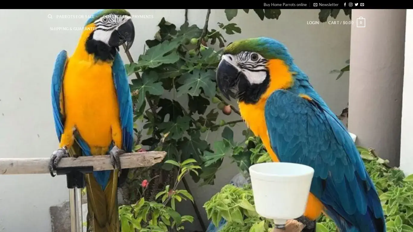 is Parrots for sale - legit? screenshot