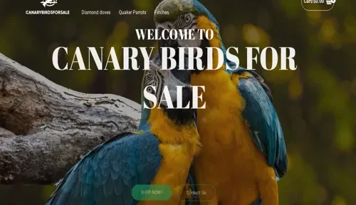 canarybirdsforsale-com-featured