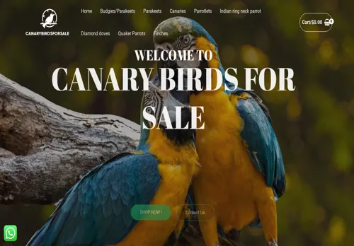 canarybirdsforsale-com-featured