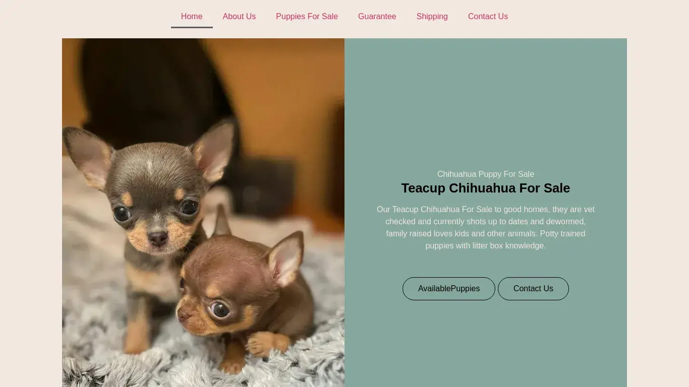is Teacup Chihuahua For Sale - They are family raised puppies legit? screenshot