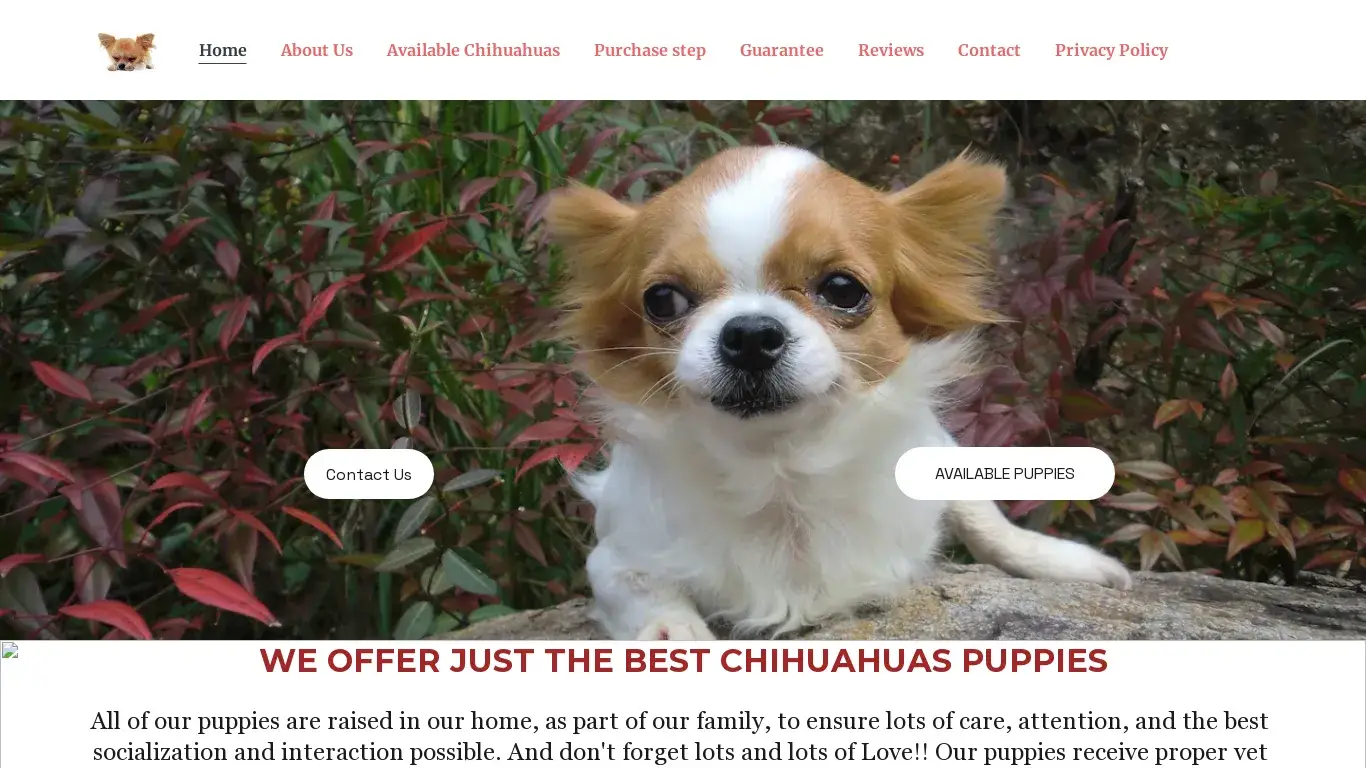 is Teacup Chihuahuas for Sale | Chihuahuas Puppies for Adoption | Chihuahuas for sale legit? screenshot