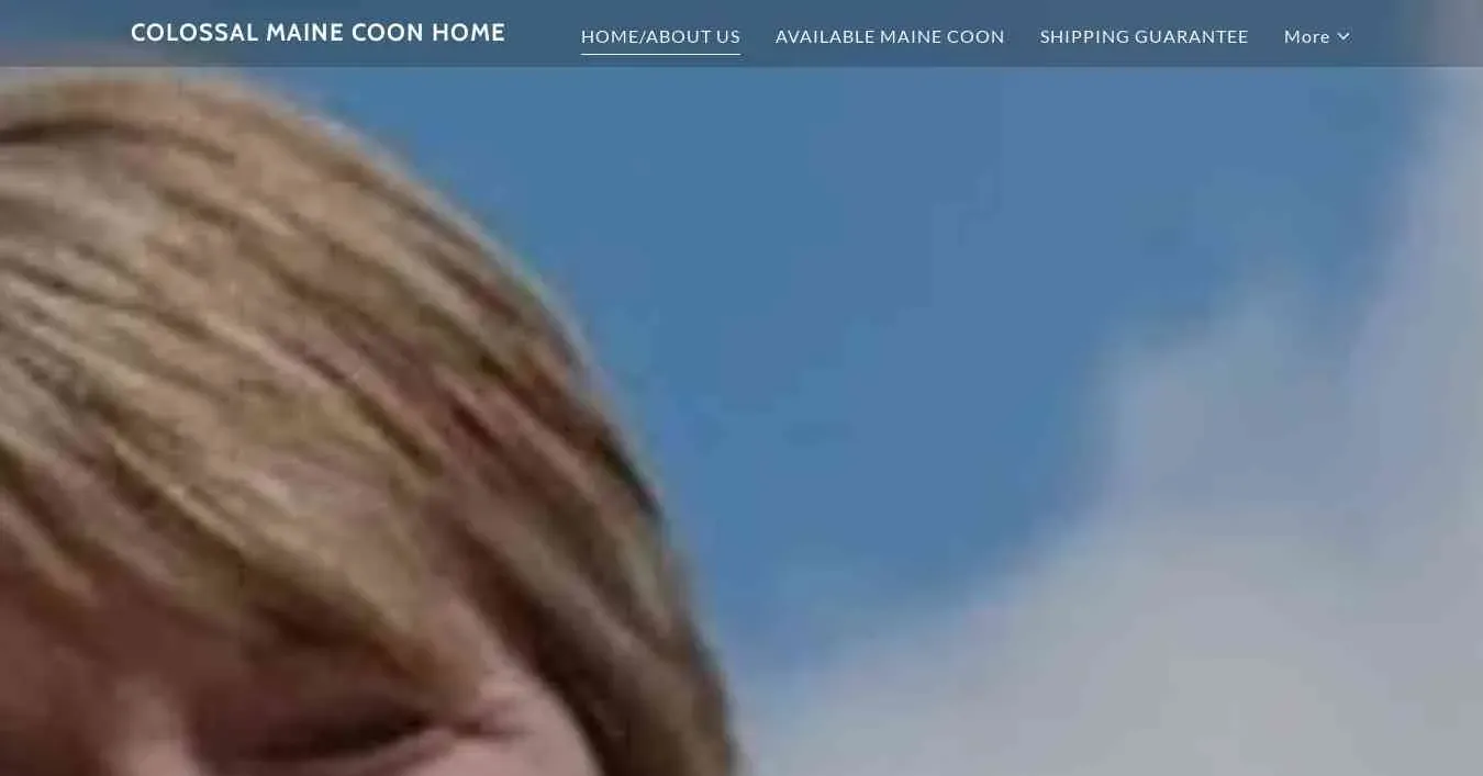 is colossalmainecooncats.com legit? screenshot