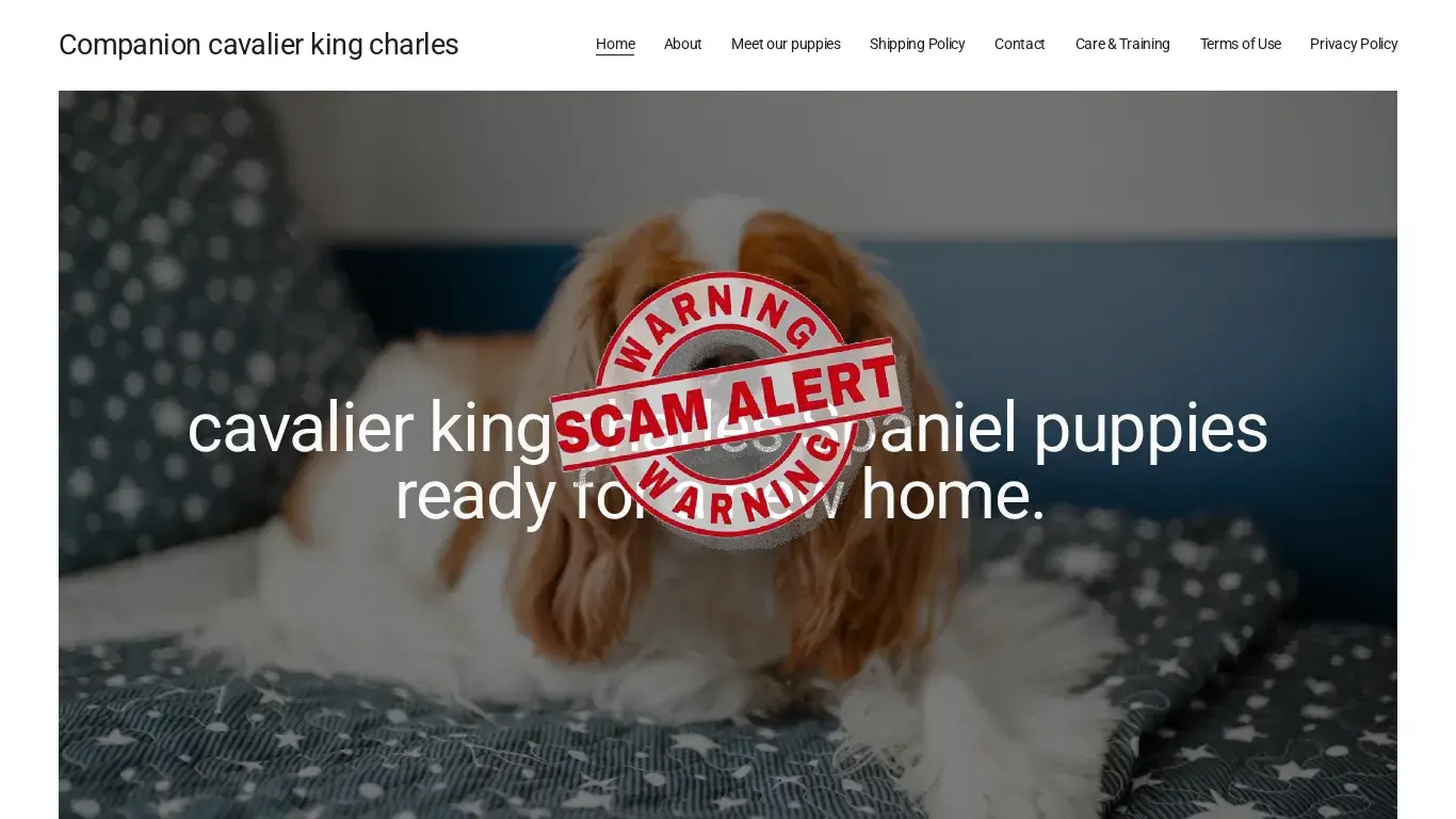 is Companion cavalier king charles legit? screenshot