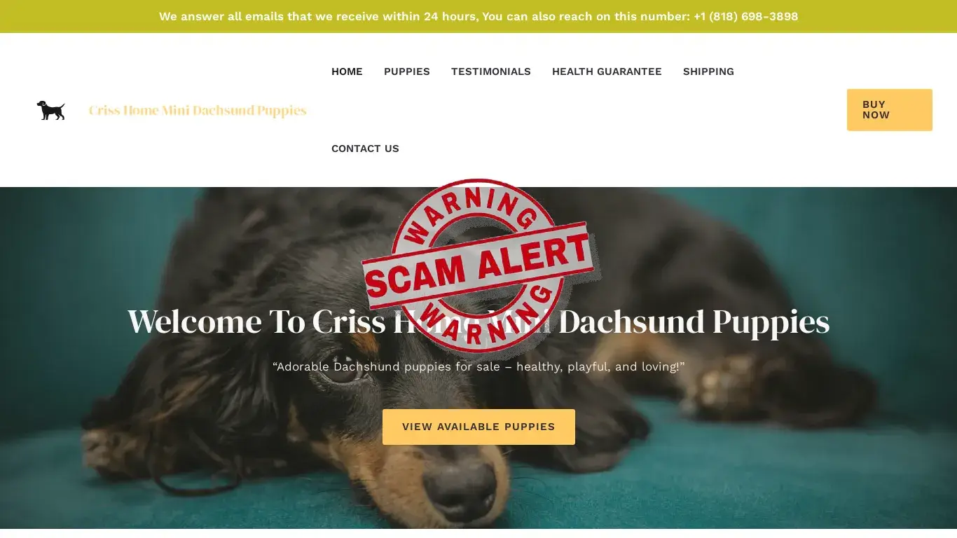 is Criss Home Mini Dachsund Puppies – Pure breed puppies legit? screenshot