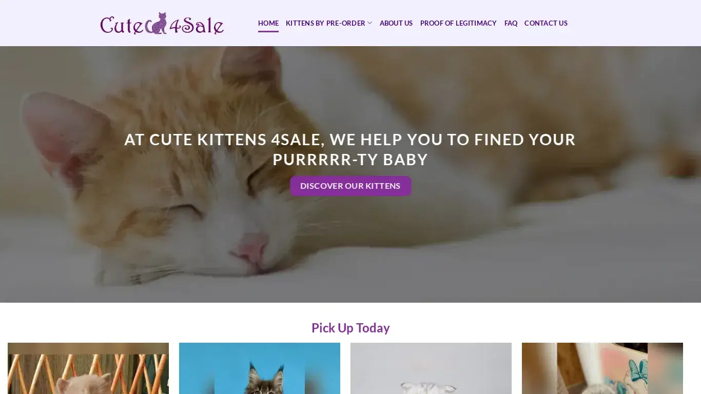 is Cute Kittens for Sale – Kittens for sale online legit? screenshot