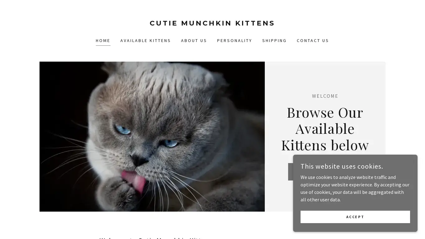 is Cutie Munchkin Kittens legit? screenshot