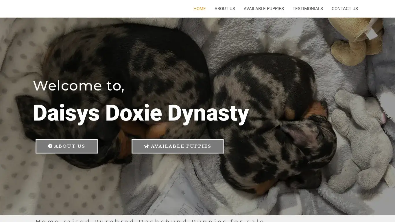is Daisy Doxie Dynasty – Dachshunds Puppies For Sale legit? screenshot