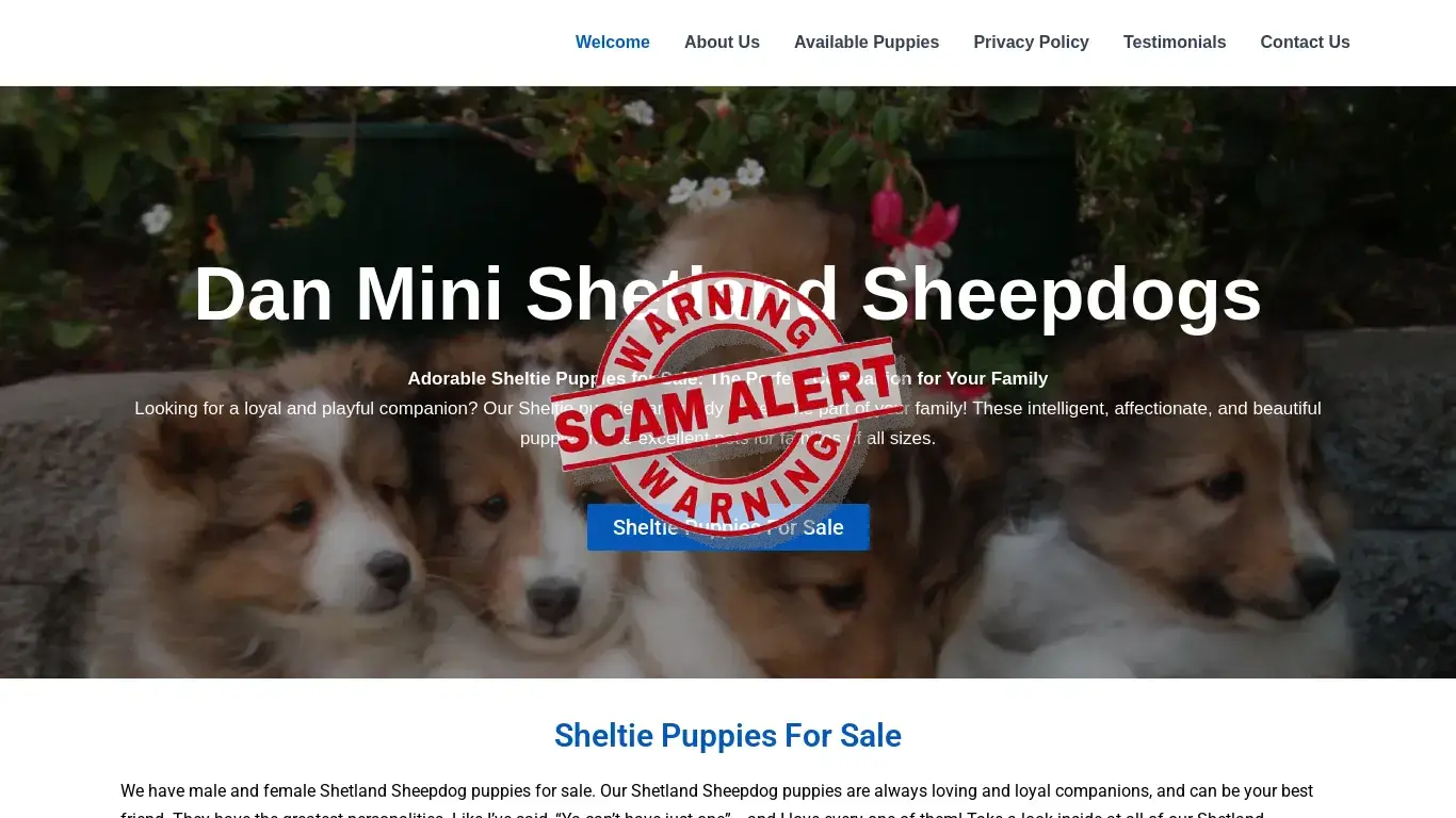 is Dan Mini Shetland Sheep Dogs – Sheltie Puppies For Sale legit? screenshot