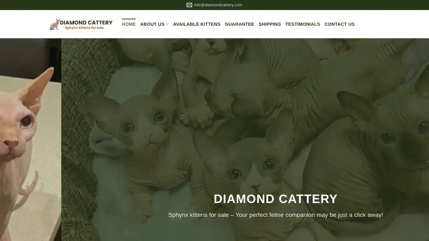 is Diamond Cattery – Sphynx kittens for sale Australia legit? screenshot