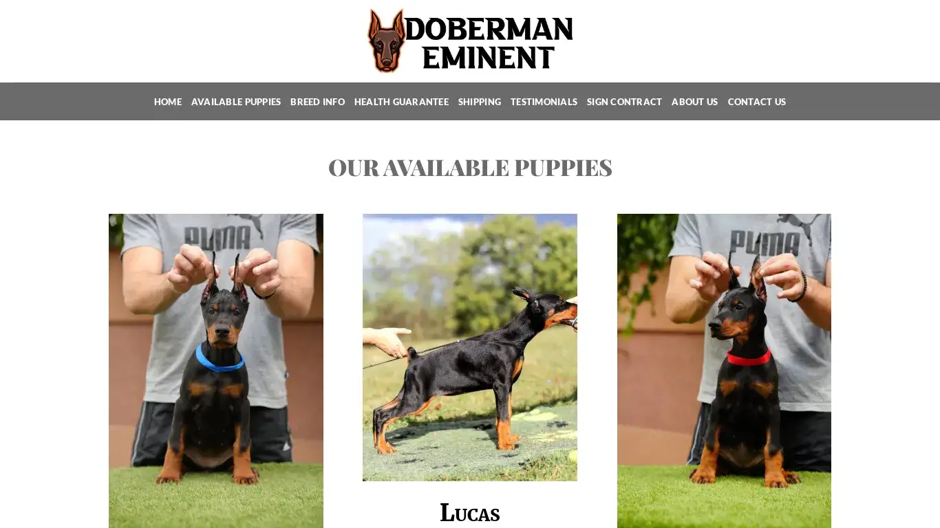 is Doberman Eminent – Cute Doberman Puppies For Sale legit? screenshot