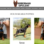 doberman opulent com