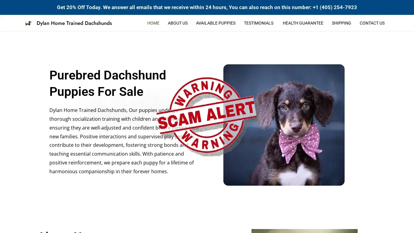is Dylan Home Trained Dachshunds – Purebred Dachshund Puppies For Sale legit? screenshot