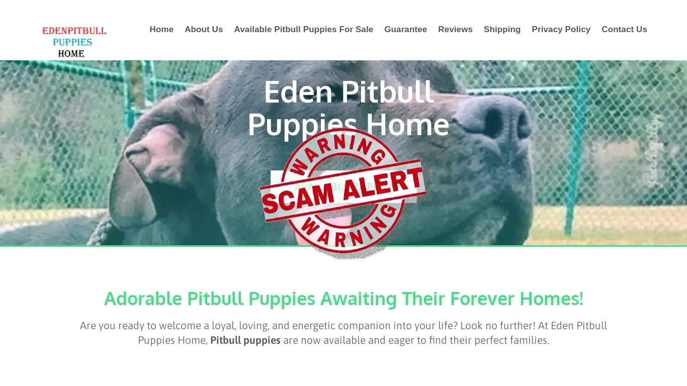 is Pitbull Puppies For Sale – Pitbull Puppies For Sale legit? screenshot