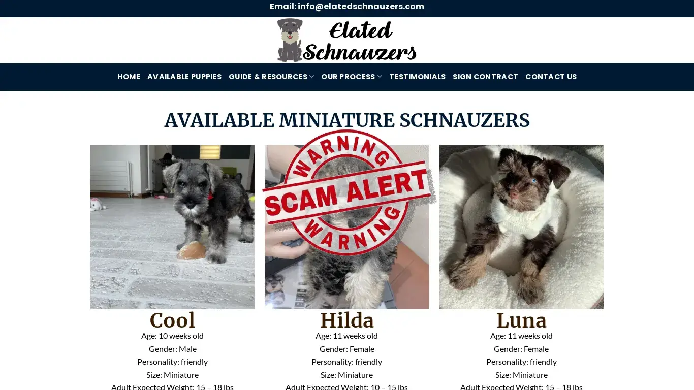 is Elated Schnauzers – Adopt A Schnauzer Puppy legit? screenshot