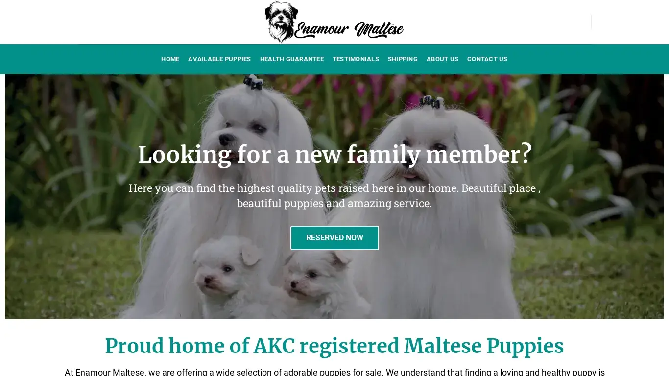 is Enamour Maltese – Amazing Puppies For Sale legit? screenshot