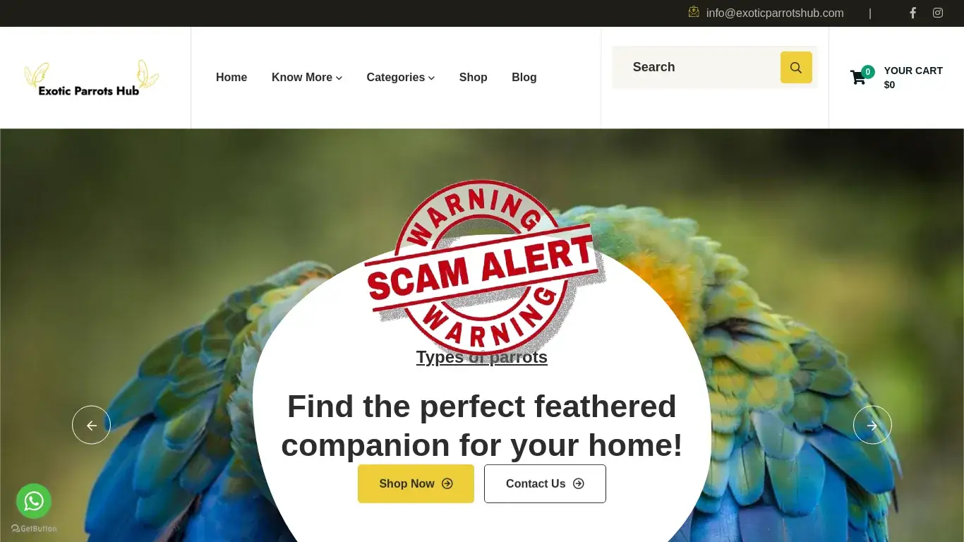is Exotic Parrots - Exotic Parrots Hub legit? screenshot
