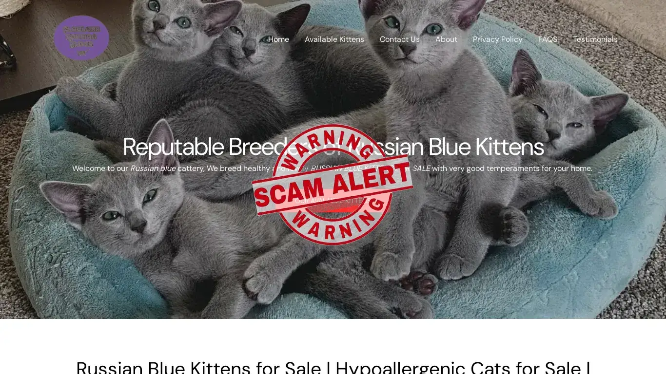 is Russian Blue Kittens for Sale - Russian Blue Kittens for Adoption legit? screenshot