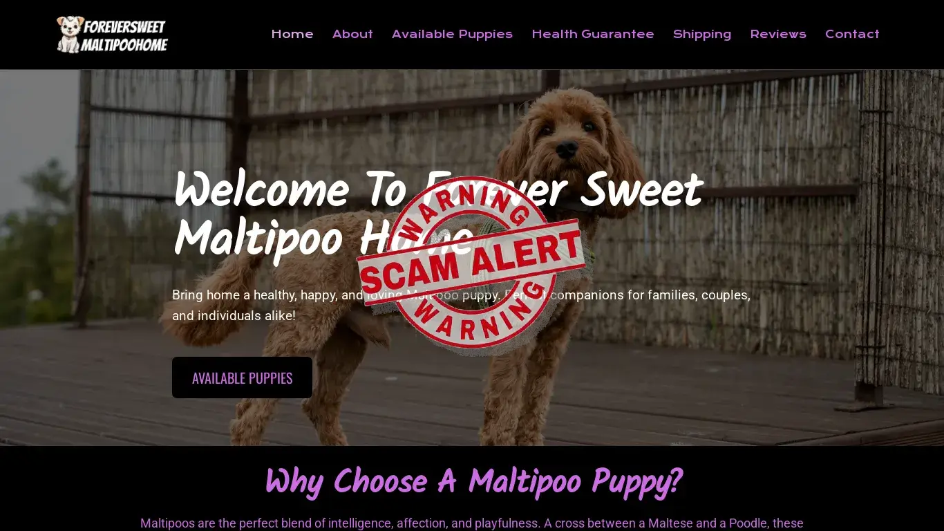 is foreversweetmaltipoohome.com – foreversweetmaltipoohome.com legit? screenshot