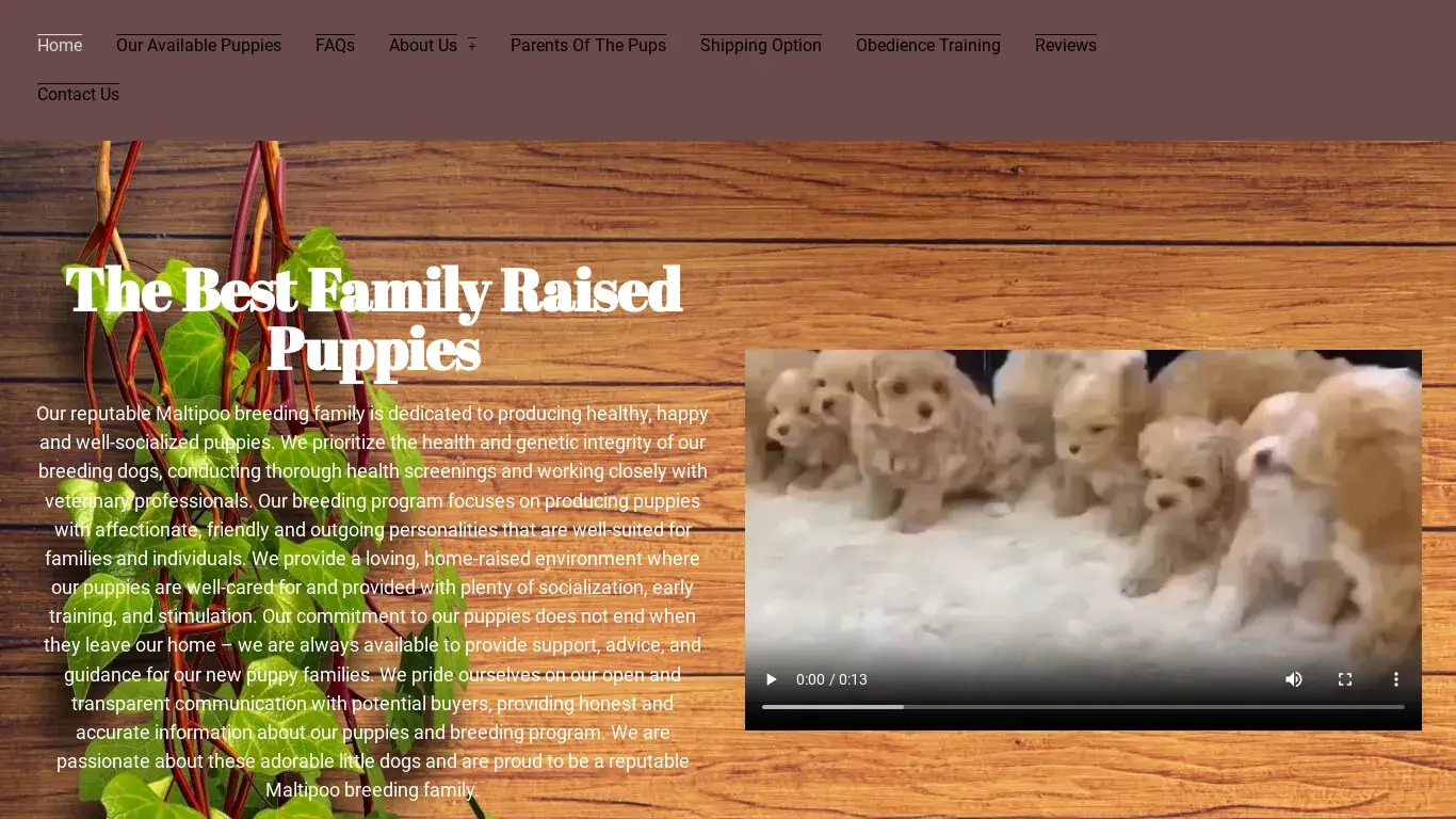 is Maltipoo Puppies For Love and Above – Maltipoo Puppies For Sale legit? screenshot