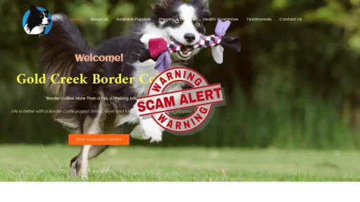 Scam Website Screenshot Goldcreekbordercollies.com