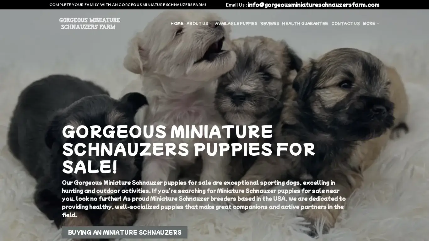 is Gorgeous Miniature Schnauzers Farm – Miniature Schnauzers puppies for sale near me legit? screenshot