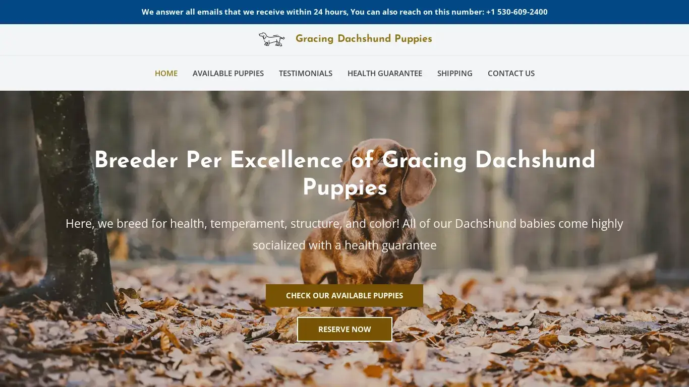 is Gracing Dachshund Puppies – Dachshund Puppies For Sale legit? screenshot