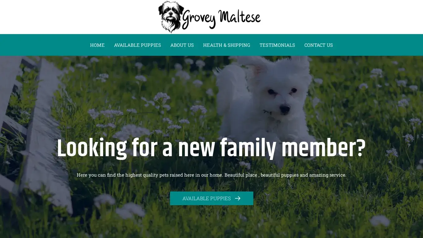 is Grovey Maltese Pups – Maltese Pups For Sale Near Me legit? screenshot