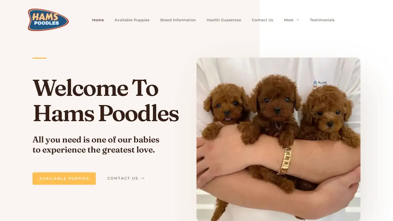 is Hams Poodles – Poodle Puppies For Sale legit? screenshot