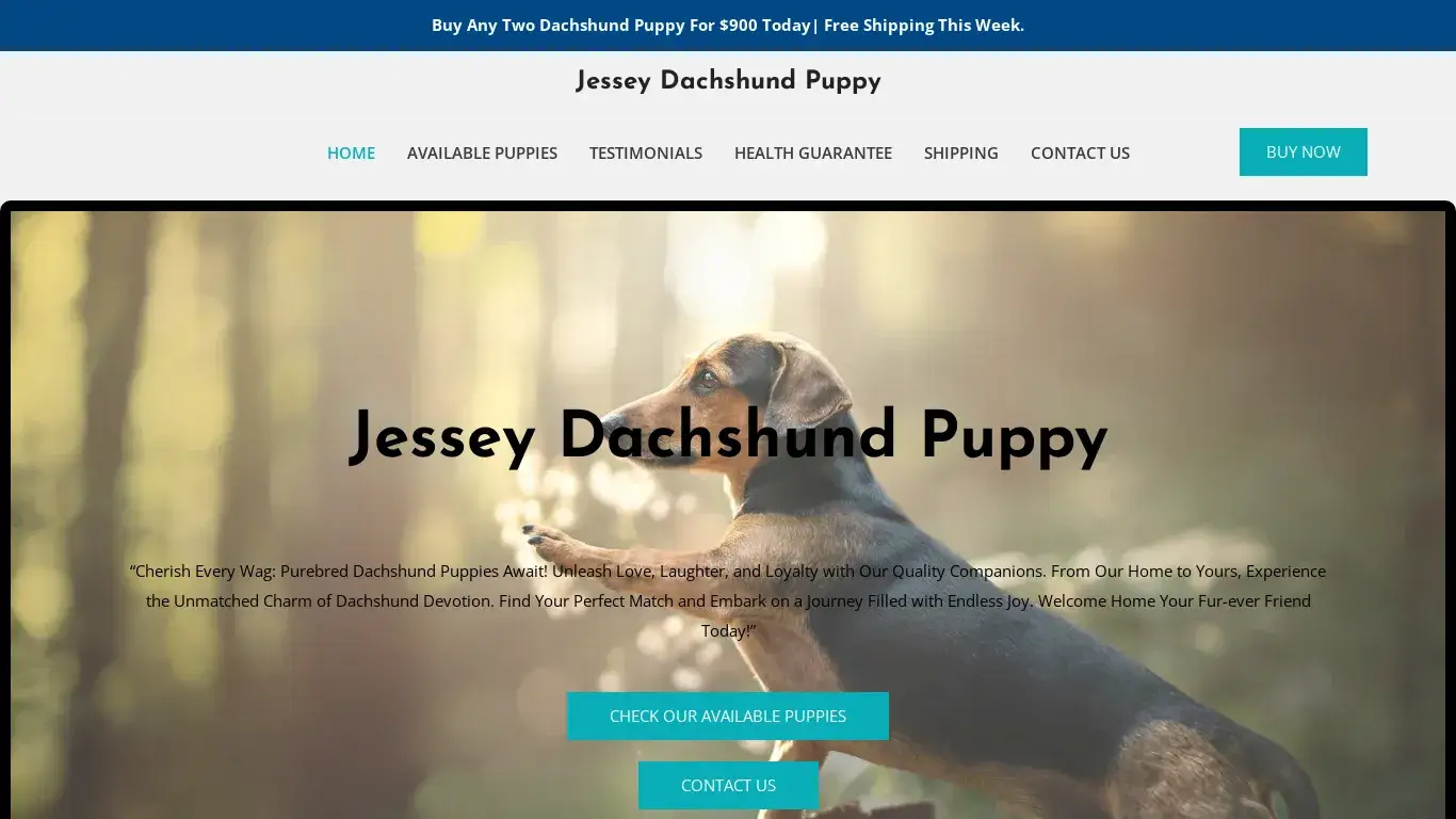 is Jessey Dachshund Puppy – Purebred Dachshund Puppies For Sale legit? screenshot