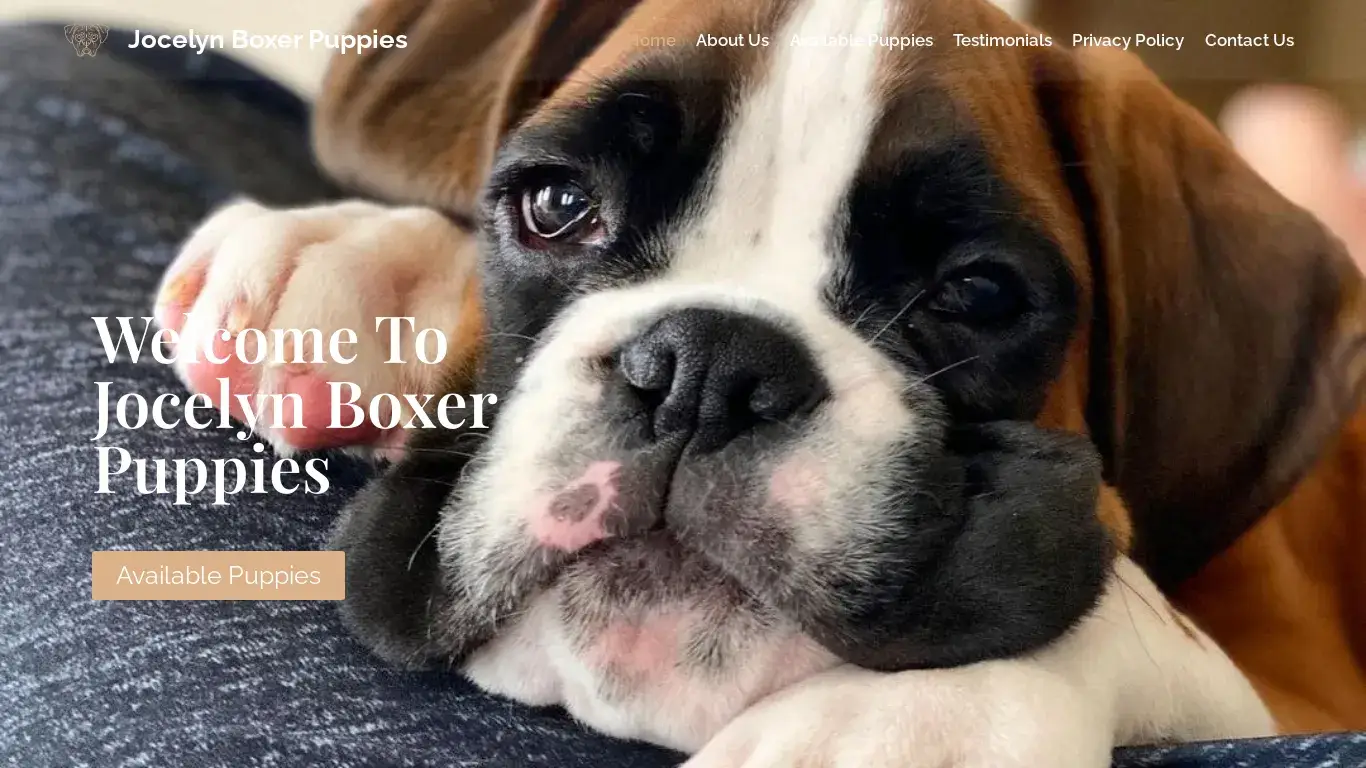 is Jocelyn Boxer Puppies legit? screenshot