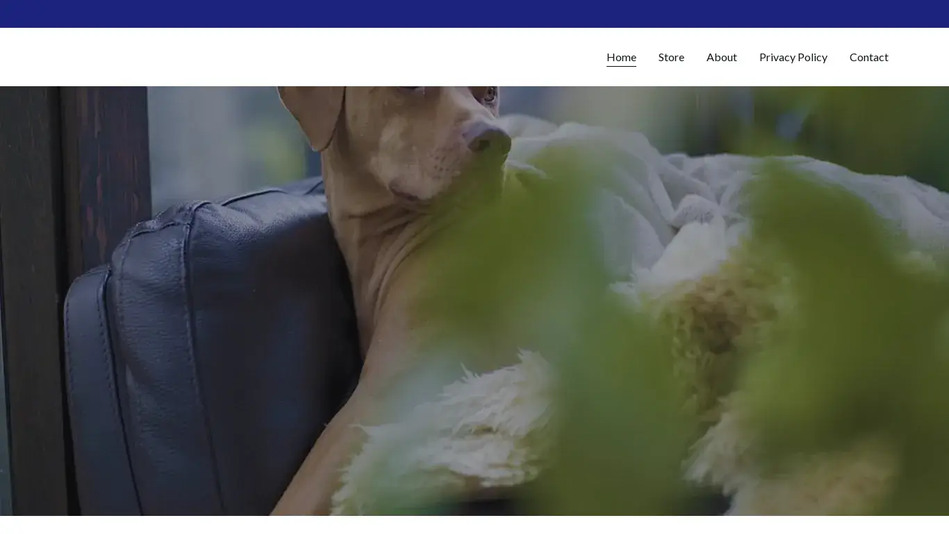 is Labrador Retriever Puppies for Sale - Trusted Breeder Online | Labrador Elit legit? screenshot