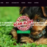 lawson teacup yorkie puppies home com