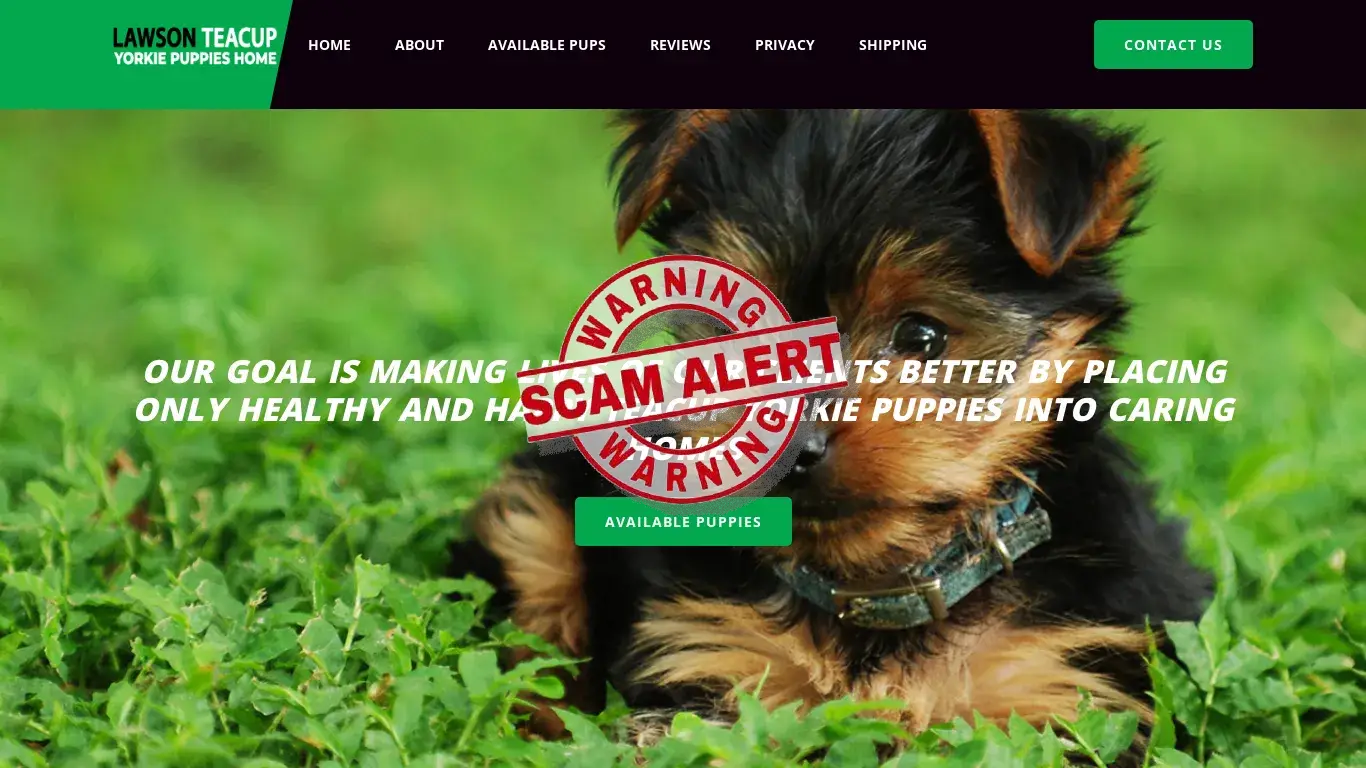 lawson teacup yorkie puppies home com