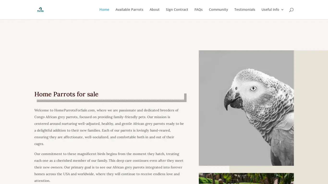 is Lovely Grey Parrots | Buy Parrots Online legit? screenshot