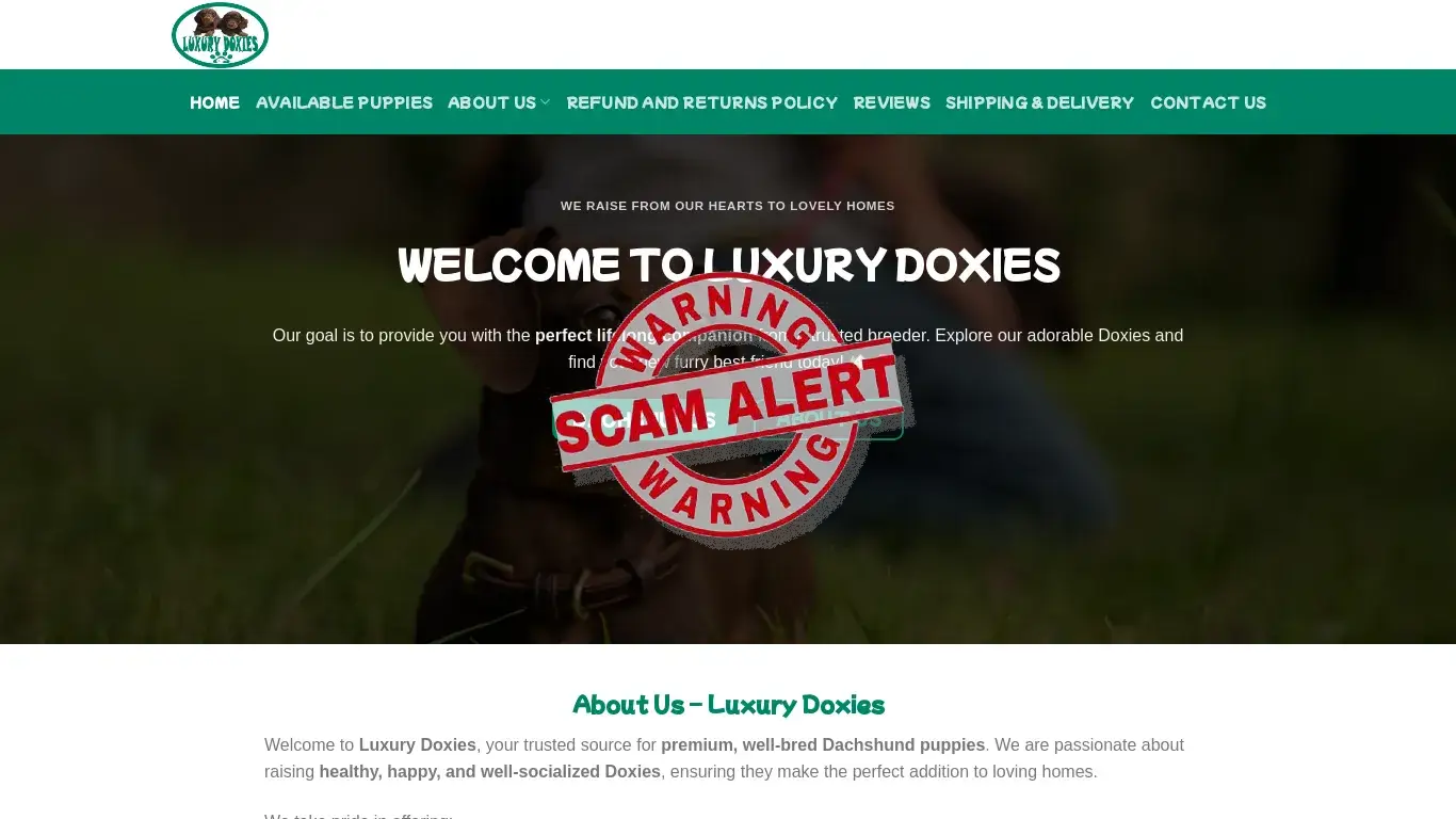 is luxury Doxies – Luxury dachshund puppies legit? screenshot
