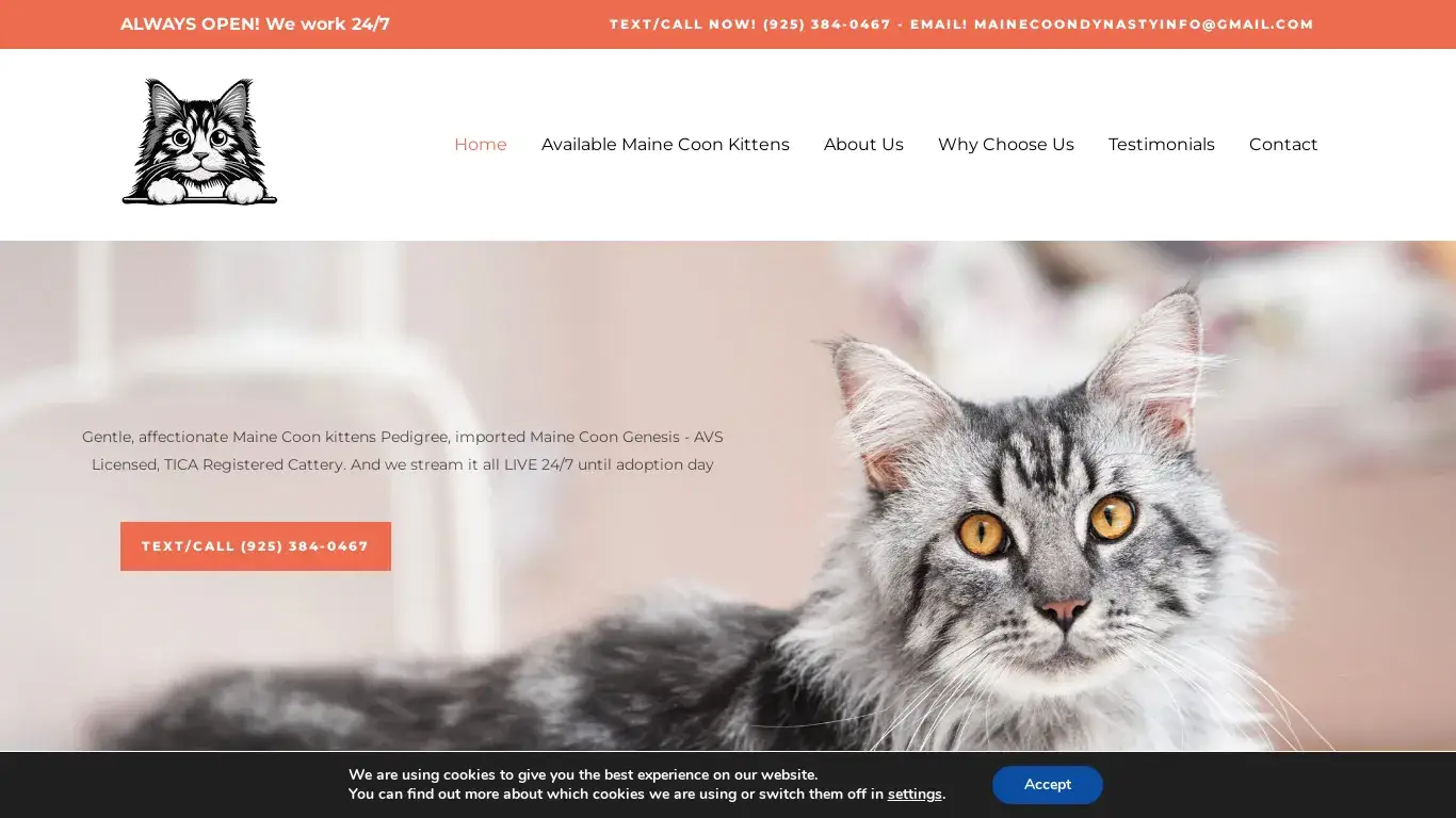 is buy maine coon cat kittens – Exceptional Maine Coon Kittens Near Me legit? screenshot